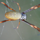 Illustration for article titled Our Hot, Bright Cities Are Spawning Gigantic Spiders